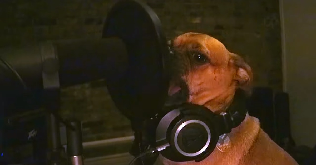 Watch Dog Metal Band The Bubbas Perform 'Who Poo Poo'd In My House?'