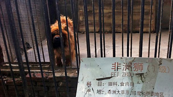 Chinese Zoo Tries To Pass Off Dog As Lion