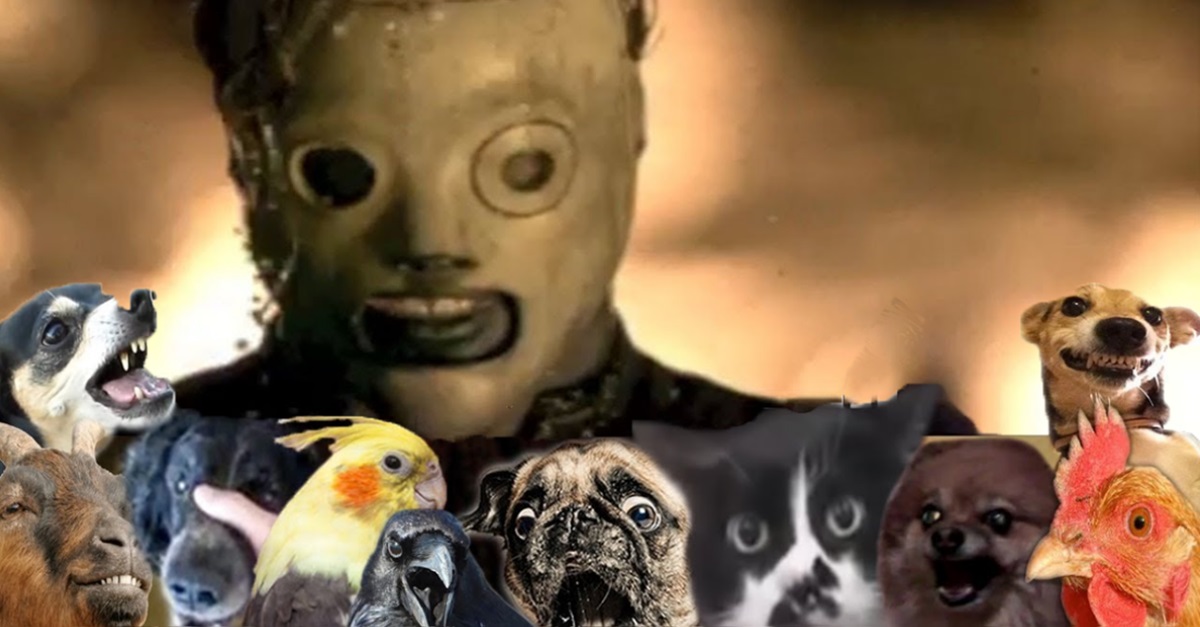 This Video of Animals Covering Slipknot's 'Psychosocial' is Too Funny