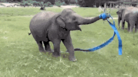 Baby Elephant Destroys The Pit!