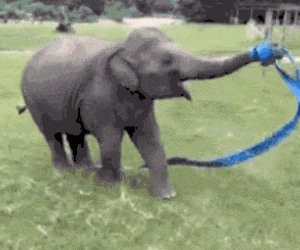 Baby Elephant Destroys The Pit!